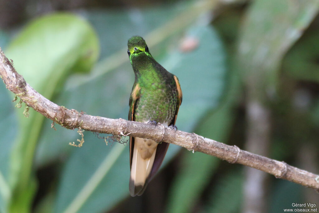 Colibri flavescentadulte