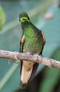 Buff-tailed Coronet