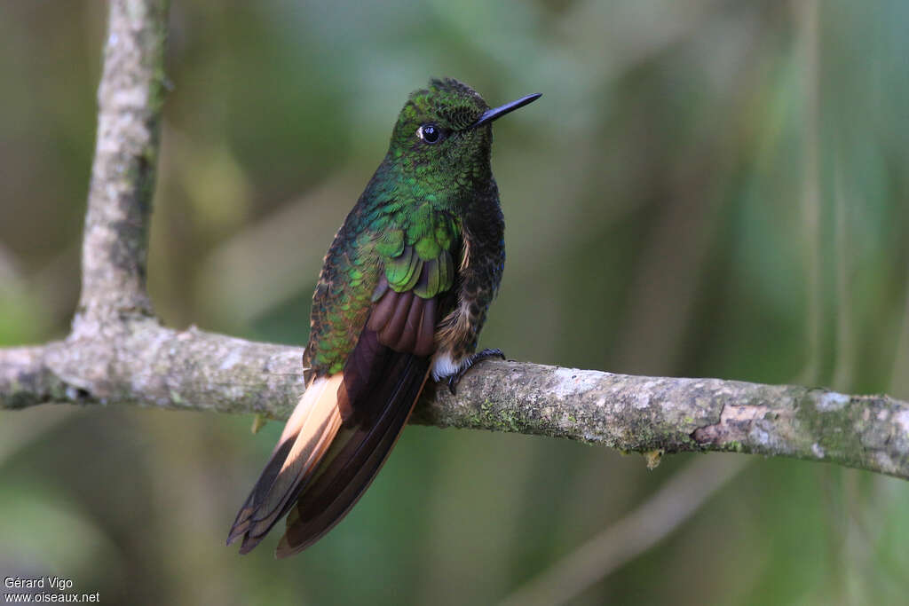 Buff-tailed Coronetadult, identification