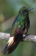 Buff-tailed Coronet