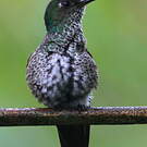 Colibri grivelé