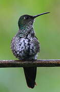 Many-spotted Hummingbird