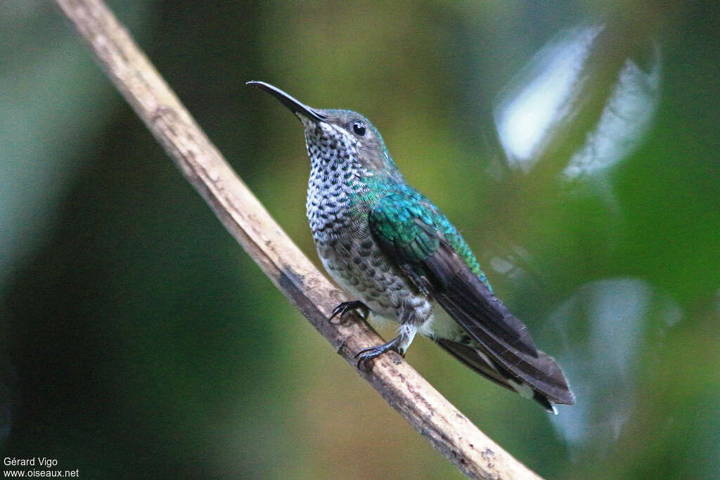 Many-spotted Hummingbirdadult, identification