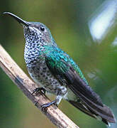 Many-spotted Hummingbird