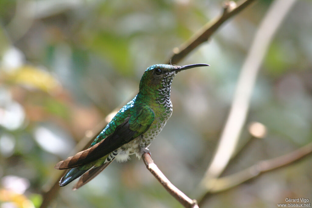 Colibri jacobin femelle adulte