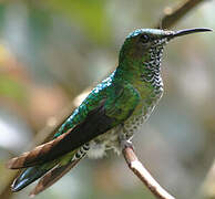 White-necked Jacobin