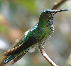 Colibri jacobin