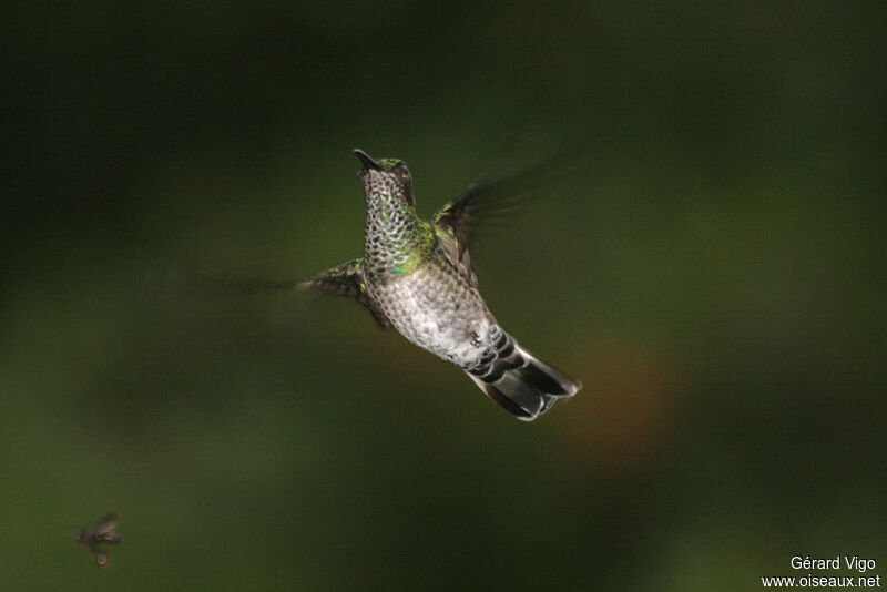 Colibri jacobin femelle adulte, Vol