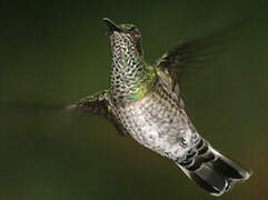 White-necked Jacobin