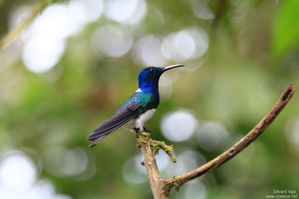 White-necked Jacobin male adult