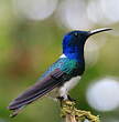 Colibri jacobin