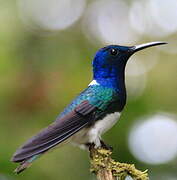 White-necked Jacobin