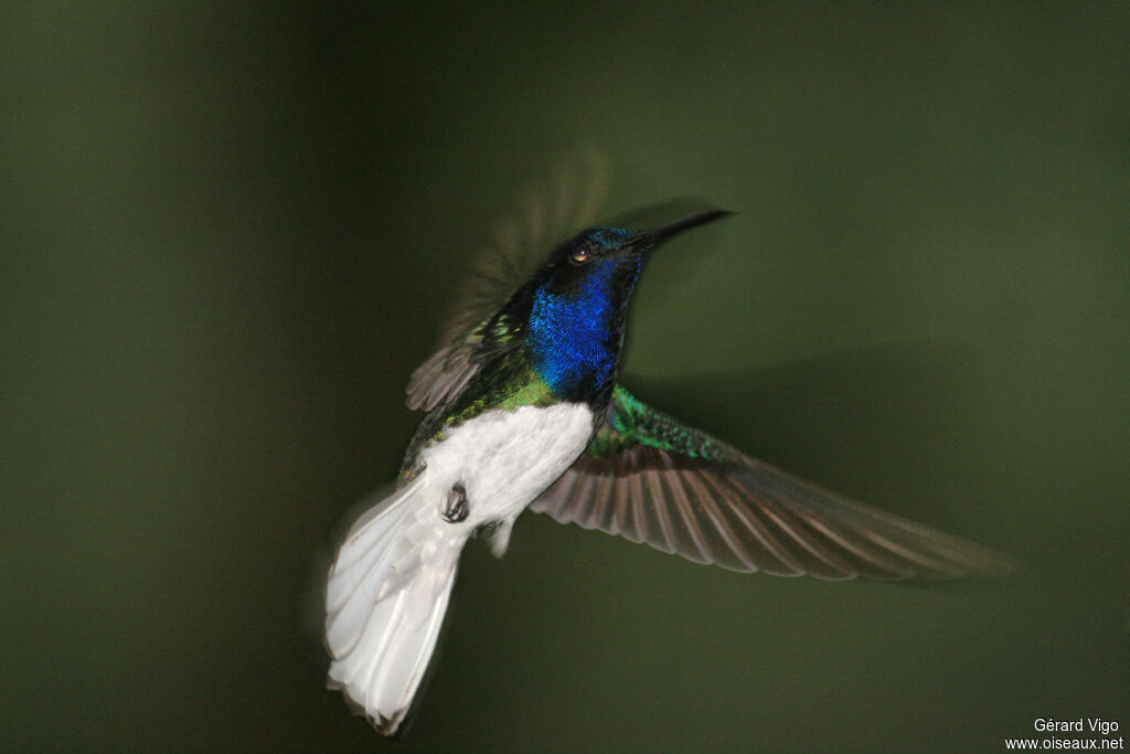 Colibri jacobin mâle adulte, Vol