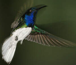 Colibri jacobin