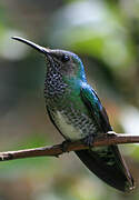 White-necked Jacobin