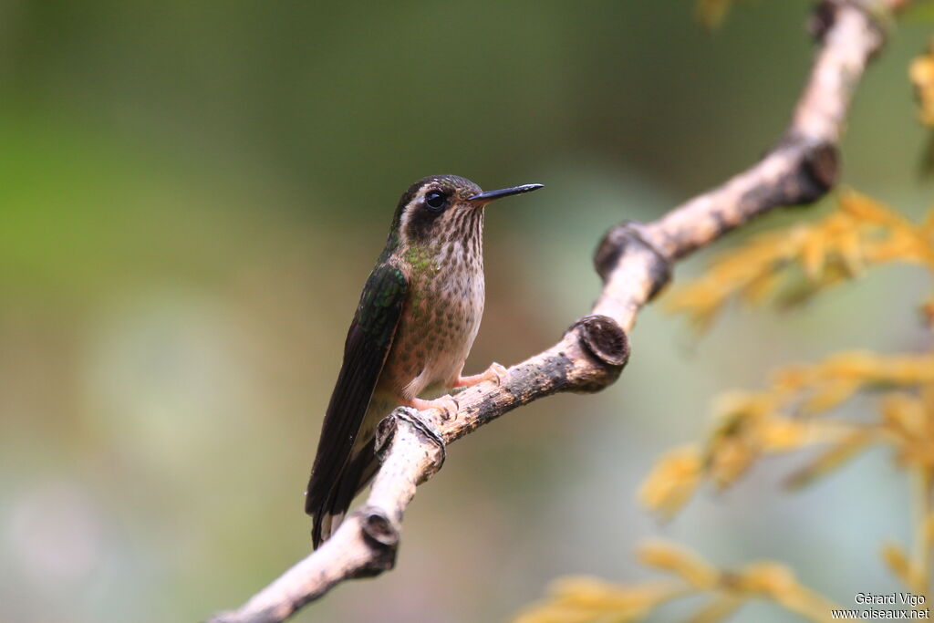 Colibri moucheté