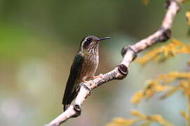 Colibri moucheté