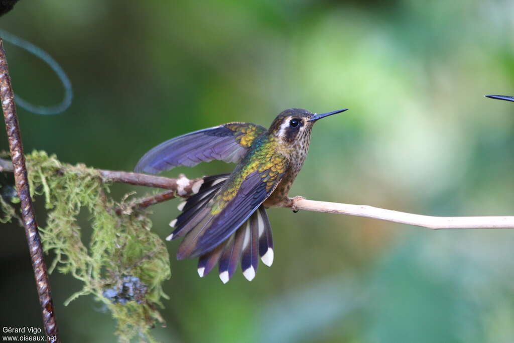 Speckled Hummingbirdadult, pigmentation, Flight