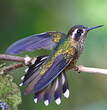 Colibri moucheté