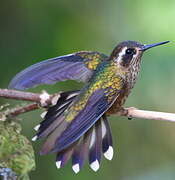 Speckled Hummingbird