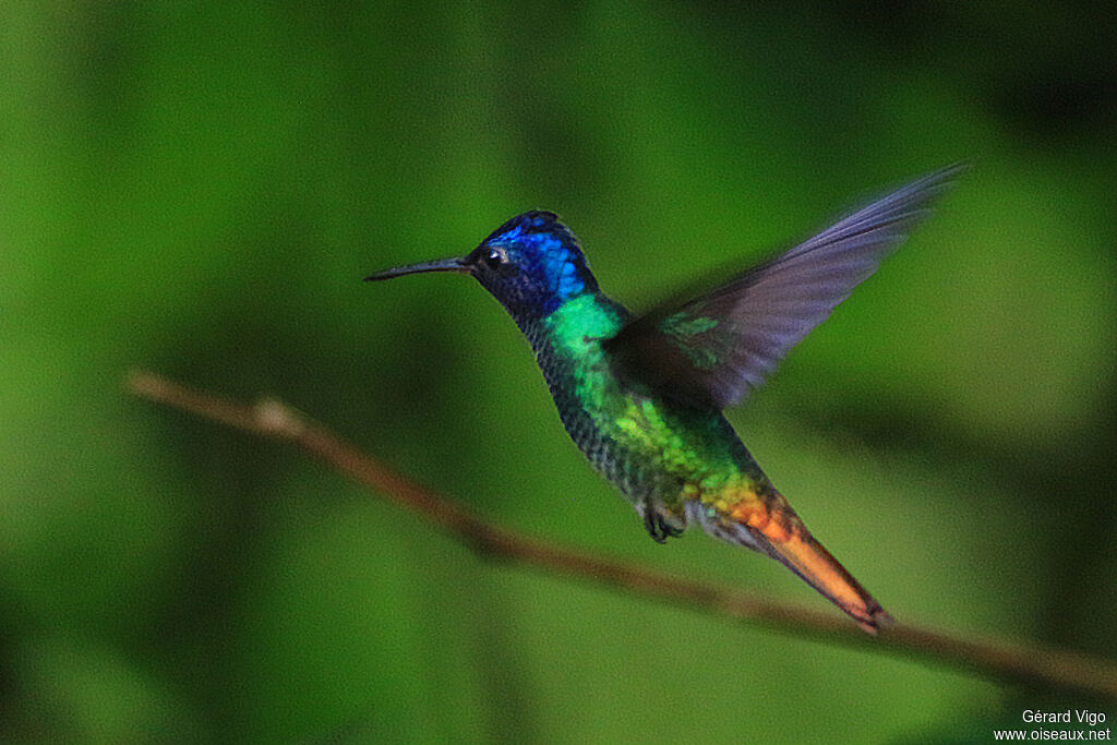 Colibri oenone