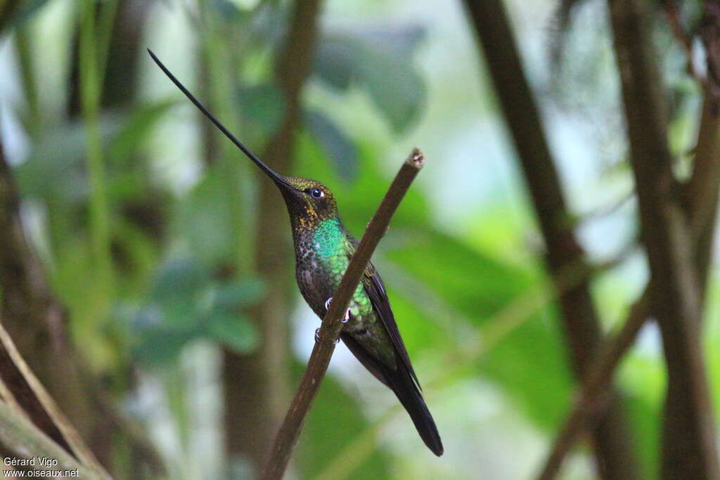 Sword-billed Hummingbirdadult, identification