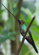 Sword-billed Hummingbird