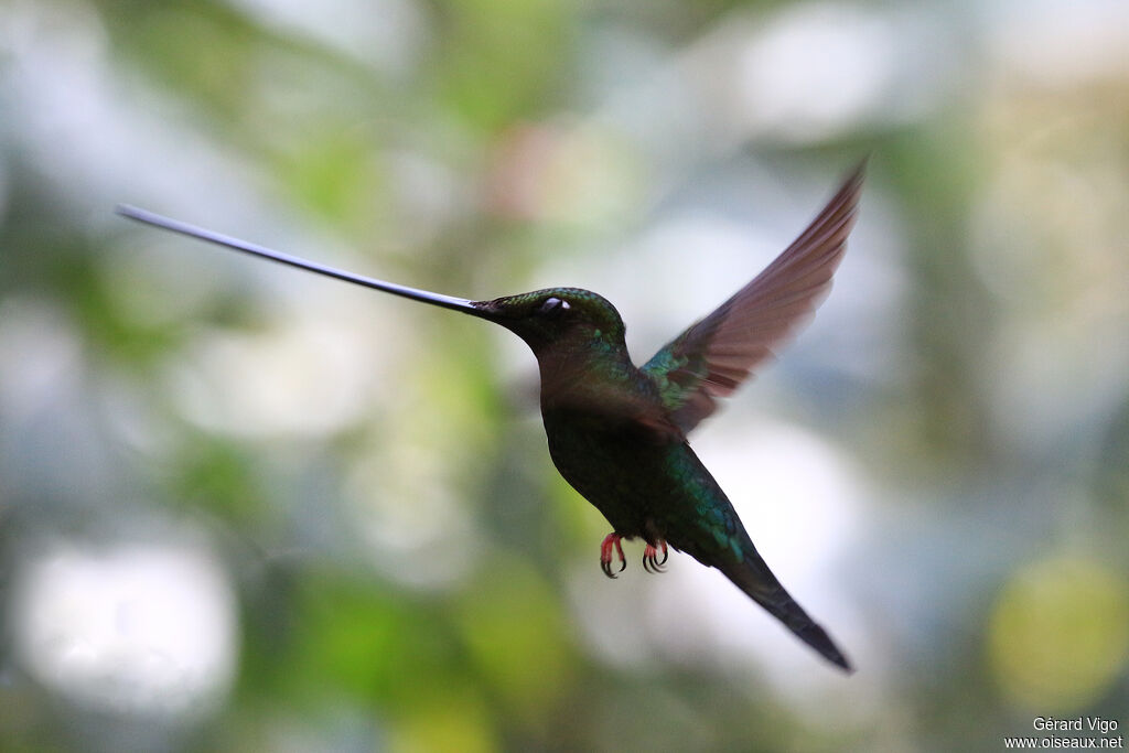 Colibri porte-épéeadulte