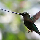 Colibri porte-épée