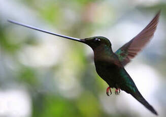 Colibri porte-épée