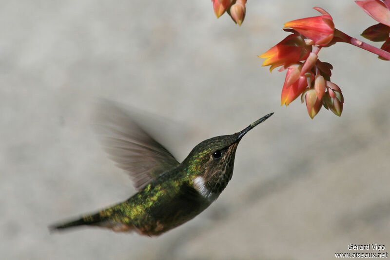 Scintillant Hummingbird female adult