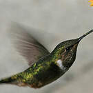 Colibri scintillant