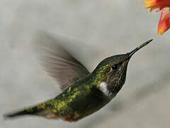 Scintillant Hummingbird