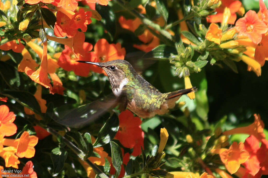 Colibri scintillant femelle adulte, mange