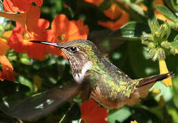 Scintillant Hummingbird