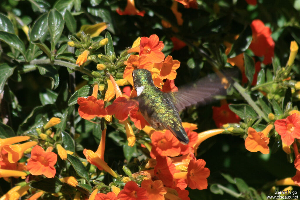 Colibri scintillant femelle adulte