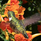 Colibri scintillant