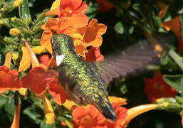 Scintillant Hummingbird