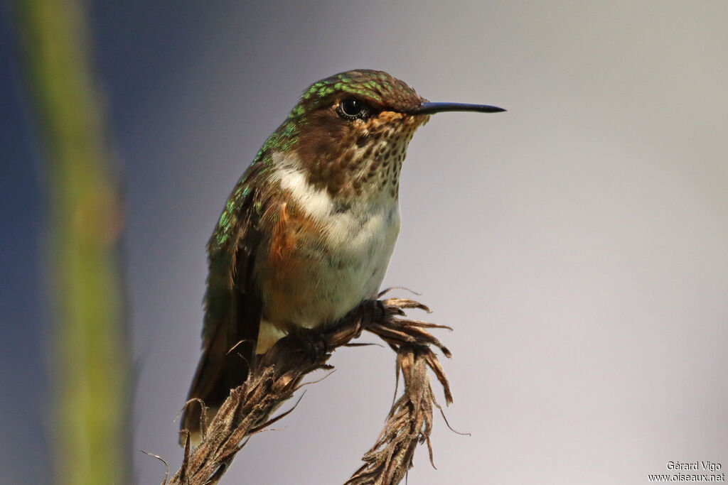 Colibri scintillant femelle adulte