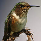 Colibri scintillant