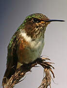 Scintillant Hummingbird