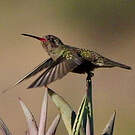 Colibri sombre