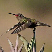Colibri sombre