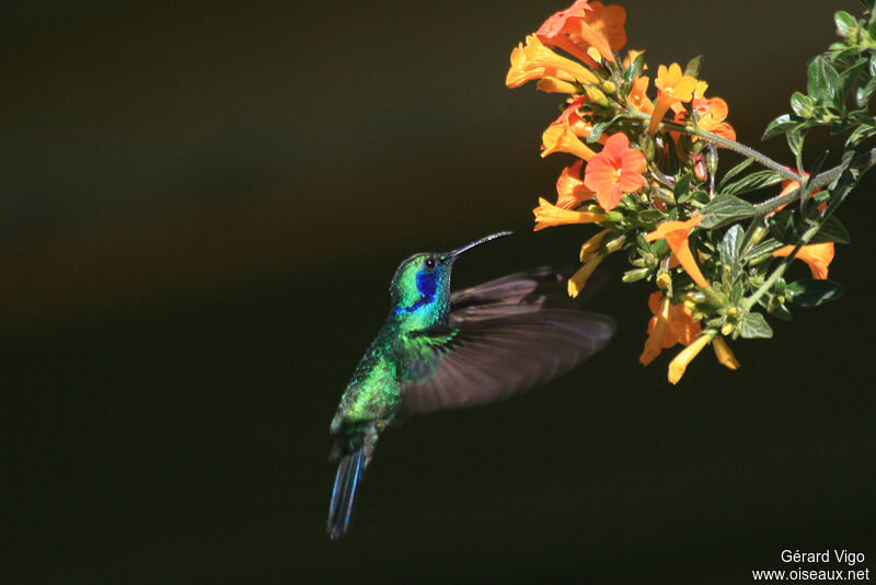 Mexican Violetearadult, Flight