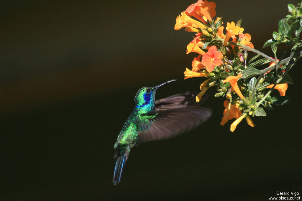 Colibri thalassinadulte, Vol