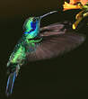 Colibri thalassin