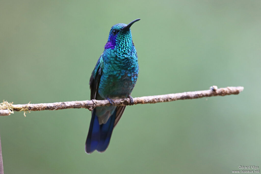 Colibri thalassinadulte