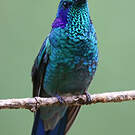 Colibri thalassin