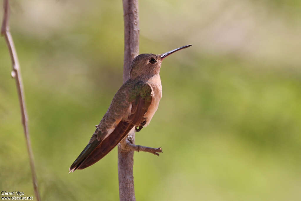 Colibri trompeuradulte, identification