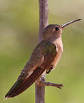 Colibri trompeur